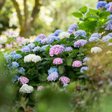 Green boutiQ - Haveeplante - Hydrangea Endless Summer Blå - Lyserød - Hvid - Hortensia - Vinterhård - Blå - Lyserød - Hvid - 3 Planter - Potte 14cm - Højde 20-25cm