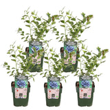 5x - Vaccinium corymbosum 'Reka' - ↨45cm - Ø13