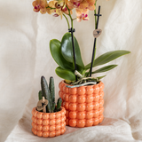 Kolibri Company | Plantenset Poppy oranje | Oranje Phalaenopsis Orchidee Jamaica en Succulent incl. keramieken sierpotten