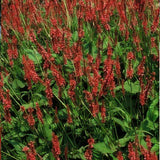 Persicaire amplexicaule en godet - Persicaria amplexicaulis - H 10-25 cm, pot Ø9 cm - photo 5