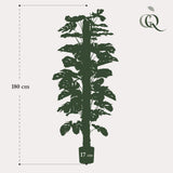 Monstera deliciosa artificiel h180cm
