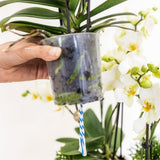 Orchidées Phalaenopsis blanches Botanic Nazare en coupe Oyster - bouquet de 3 - H 30 cm, pots Ø9 cm