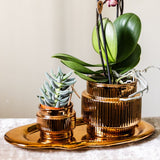 Orchidée Phalaenopsis blanche Mineral Amabilis et succulente - coffret Allure Shiny bronze - pot Ø9 cm