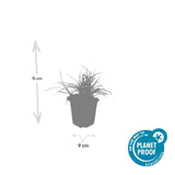 Luzule des neiges en godet - Luzula nivea - H 10-25 cm, pot Ø9 cm - photo 4