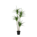 Dracaena plante artificielle h165cm