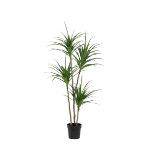 Dracaena plante artificielle h165cm