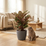 Green boutiQ - Kamerplant - Pauwenplant - Calathea Makoyana - Groen - Weinig onderhoud - 1 Plant - met Mand - Pot 19cm - Hoogte 70cm