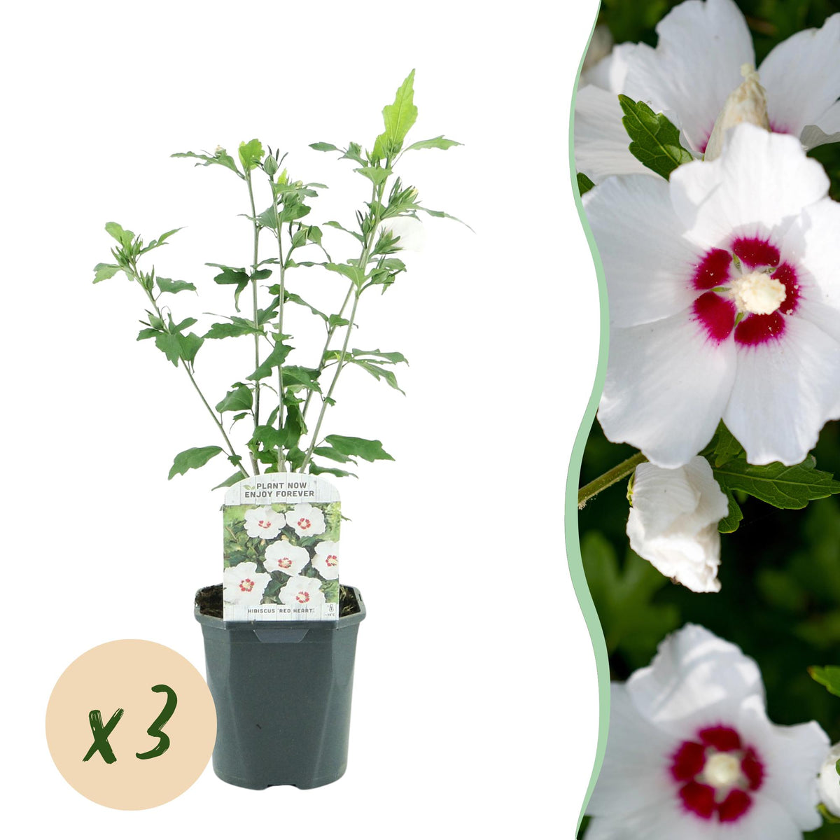 Green boutiQ - Havetplante - Hibiscus syriacus Red Heart - Have Hibiscus - Vinterhårdfør - Hvid - Rød - 3 Planter - Potte 17cm - Højde 45cm