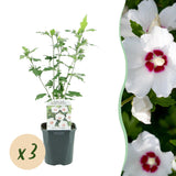 Green boutiQ - Havetplante - Hibiscus syriacus Red Heart - Have Hibiscus - Vinterhårdfør - Hvid - Rød - 3 Planter - Potte 17cm - Højde 45cm