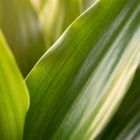 Green boutiQ - Kamerplant - Drakenbloedboom Janet Craig - Dracaena Janet Craig - Groen - Weinig onderhoud - 1 Plant - Pot 21cm - Hoogte 90 - 100cm