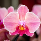 Orchidée Phalaenopsis rose saumon Niagara Fall Narbonne