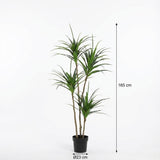 Dracaena plante artificielle h165cm
