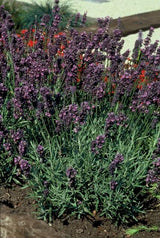 Lavande Munstead en godet - Lavandula angustifolia - H 10-25 cm, pot Ø9 cm - photo 6