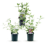 Green boutiQ - Haveplanté - Buddleja davidii Tricolour - Sommerfuglebusk - Vinterhård - Blå - Rosa - Hvid - 3 Planter - Potte 17cm - Højde 45cm