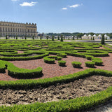 Buis BetterBuxus Babylon Beauty pour haie - 4 plants pour 1 m - H 50-55 cm, pot Ø19 cm