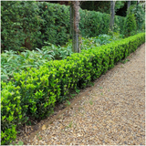 Fusain du Japon Green Spire en mini-pot - Euonymus japonicus - H 15 cm, pot Ø7 cm - photo 4