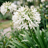 Agapanthe blanche Albus - H 15-25 cm, pot Ø11 cm - photo 5