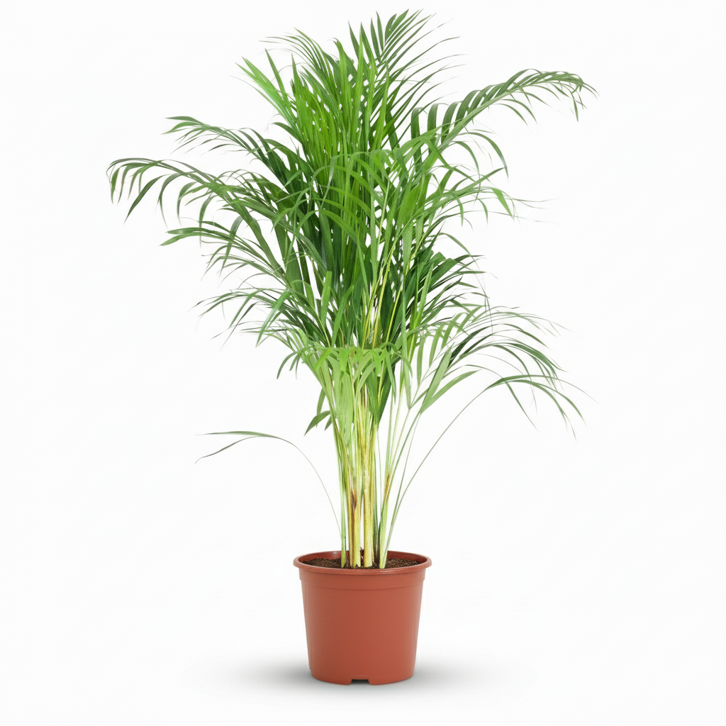 Green boutiQ - Kamerplant - Goudpalm - Dypsis Lutescens Areca - Groen - Weinig onderhoud - 1 Plant - Pot 21cm - Hoogte 90 - 100cm