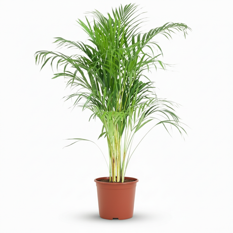 Green boutiQ - Kamerplant - Goudpalm - Dypsis Lutescens Areca - Groen - Weinig onderhoud - 1 Plant - Pot 21cm - Hoogte 90 - 100cm