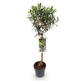 Green boutiQ - Tuinplant - Olea Europaea - Plant op stam - Terras Plant - Bladhoudend - Weinig Onderhoud - Pot 19cm Hoogte 90cm