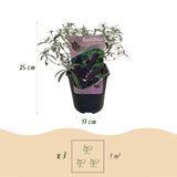 Green boutiQ - Vlinderstruik - Buddleja davidii Black Night - Bloem Paars - 1 Plant - Bladverliezend - Vlinderlokkend -  Pot 17cm Hoogte 25cm