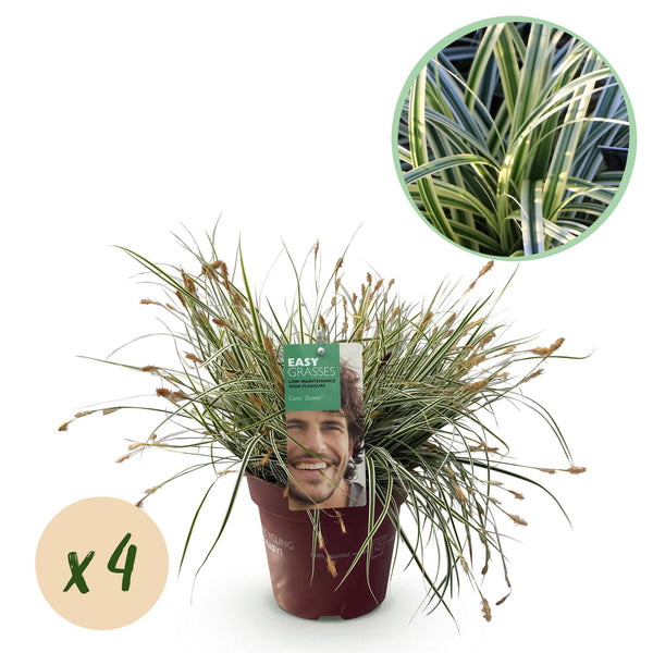 Green boutiQ - Siergrassen - Carex oshimensis Everest - Wit en Groen - 4 Planten - Bladhoudend - Weinig Onderhoud - Pot 17cm Hoogte 50cm