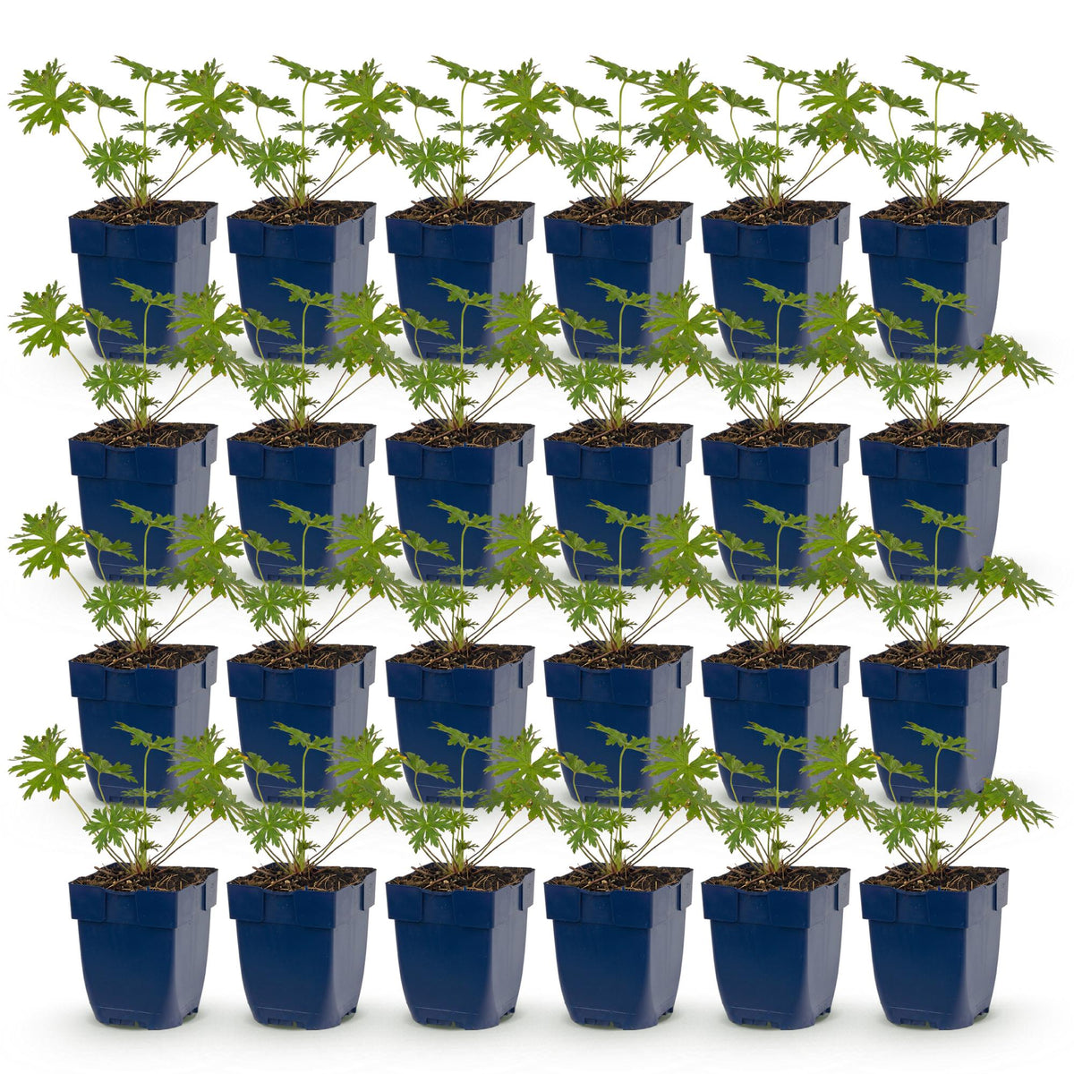 Géranium vivace Johnson's Blue - Bec-de-grue bleu - H 15-25 cm, pot Ø11 cm