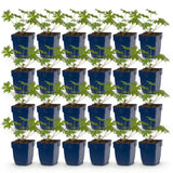 Géranium vivace Johnson's Blue - Bec-de-grue bleu - H 15-25 cm, pot Ø11 cm