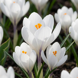 Crocus blanc à grandes fleurs - 240 bulbes