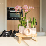 Kolibri Orchids | oudroze Phalaenopsis orchidee - Jewel Treviso - potmaat Ø9cm | bloeiende kamerplant - vers van de kweker
