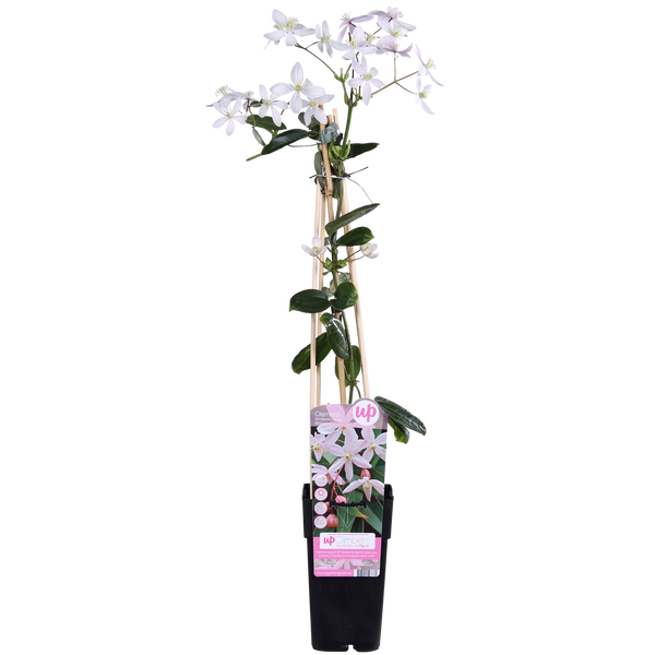 Clematis armandii Apple Blossom - Groenblijvende Clematis Lichtroze - Ø15cm - ↕65cm