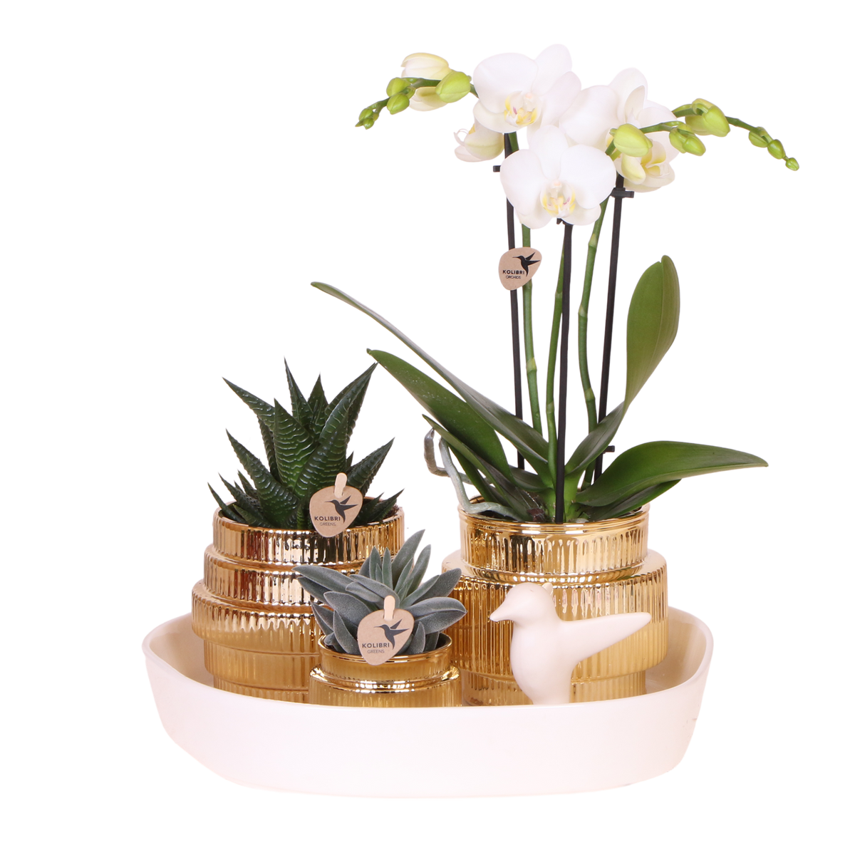 Orchidée Phalaenopsis blanche Mineral Amabilis et 2 succulentes - coffret Allure Shiny or - pot Ø9 cm