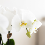 Kolibri Company | Plantenset Bamboo | Witte Amabilis orchidee Ø9cm + groene plant incl. keramieken sierpotten