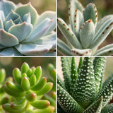 Mini Cactus & Succulente x15 - Pot terracota inclus
