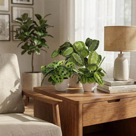 Green boutiQ - Kamerplant - Marantha Silverband, Marantha Lemon Lime Marantha Kerchoveana - Gebedsplant - Huisdiervriendelijke Plant - Groen - 3 Planten - met Potter Grijs - Pot 12cm - Hoogte 25cm