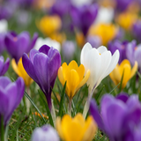 Crocus en mélange - 560 bulbes