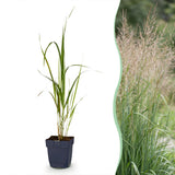 Molinie Karl Foerster - Molinia arundinacea - H 15-25 cm, pot Ø11 cm
