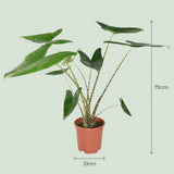 Green boutiQ - Kamerplant - Olifantsoor - Alocasia Zebrina - Groen - Weinig onderhoud - 1 Plant - met Potter Grijs - Pot 21 cm - Hoogte 70 - 75cm