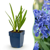 Agapanthe d'Afrique - H 15-25 cm, pot Ø11 cm