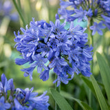 Agapanthe bleue - H 15-25 cm, pot Ø11 cm - photo 5
