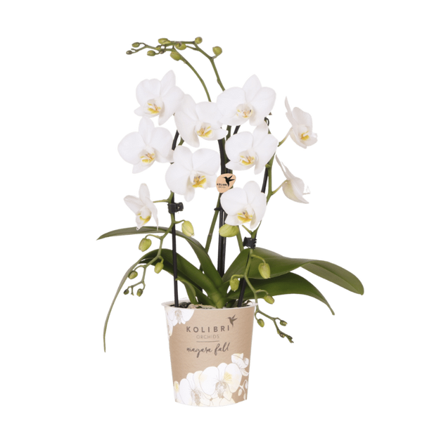 Orchidée Phalaenopsis blanche Niagara Fall White