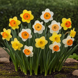 Green boutiQ - Bloembollen - Narcis Large Cupped mix - Kleur Geel en Wit - 15 stuks - Bolmaat 12/14 - XXL Pack