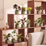 Box surprise baby plantes tropicales - lot de 12 mini plantes avec cache-pots Linnea olive