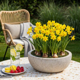 Green boutiQ - Bloembollen - Narcis Tete-A-Tete - Kleur Geel - 50 stuks - Bolmaat 10/12