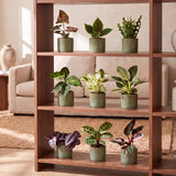 Baby plantes surprise avec cache-pots Linnea vert olive - lot de 3 à 12 mini plantes - pot Ø6 cm - photo 4