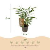 Bambou Fargesia Asian Wonder - Fargesia scabrida - H 35 cm, pot Ø14 cm - photo 3