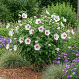 Green boutiQ - Havestaurvæk - Hibiscus syriacus Hamabo - Have Hibiscus - Winterhård - Hvid - Lyserød - 3 Planter - Potte 17cm - Højde 45cm