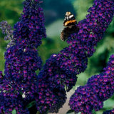 Green boutiQ - Havetplante - Buddleja davidii Black Night - Sommerfuglebusk - Vinterhård - Lilla - 3 Planter - Potte 17cm - Højde 45cm