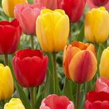 Tulipe Darwin hybride en mélange - 320 bulbes