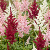 Astilbe en mélange - H 15-25 cm, pot Ø11 cm - photo 5
